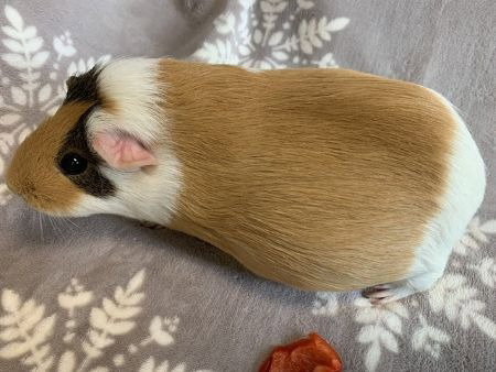 Honey Bear & Mishka photo 4