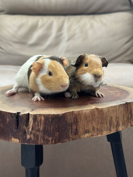 Koda & Fozzie, a guinea pig for adoption from AVA The Rabbit Haven
