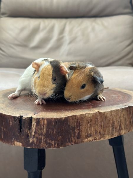 Koda & Fozzie, photo 2