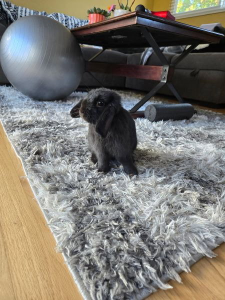 Yi Yi Aka Gigi