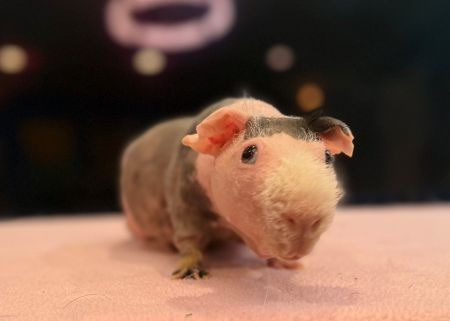 Rufus photo 2