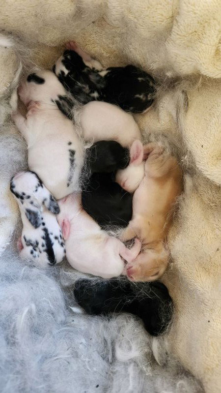 Photo 3 of Sumi