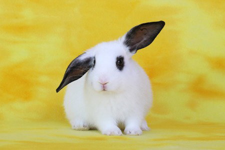 Soren, a rabbit for adoption from AVA The Rabbit Haven