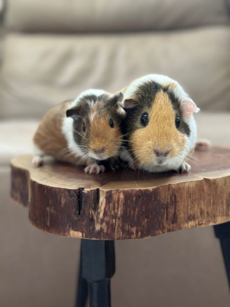 Honey Bear & Mishka, a guinea pig for adoption from AVA The Rabbit Haven