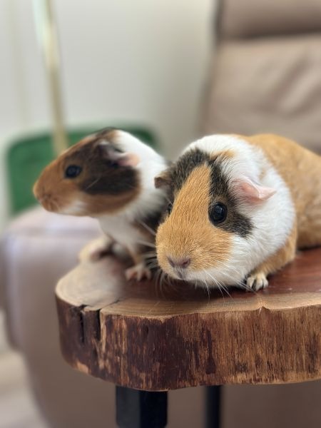 Photo 2 of Honey Bear & Mishka