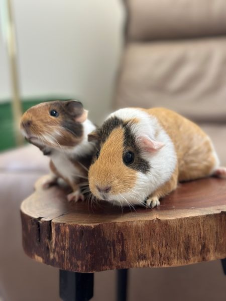 Photo 3 of Honey Bear & Mishka