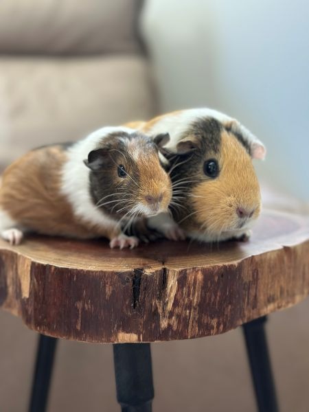 Photo 4 of Honey Bear & Mishka