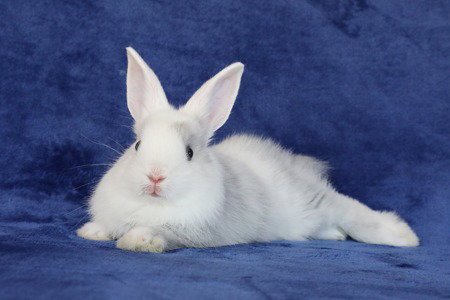 Cali, a rabbit for adoption from AVA The Rabbit Haven