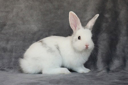 Cato, a rabbit for adoption from AVA The Rabbit Haven