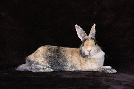 Chipmunk, a rabbit for adoption from AVA The Rabbit Haven