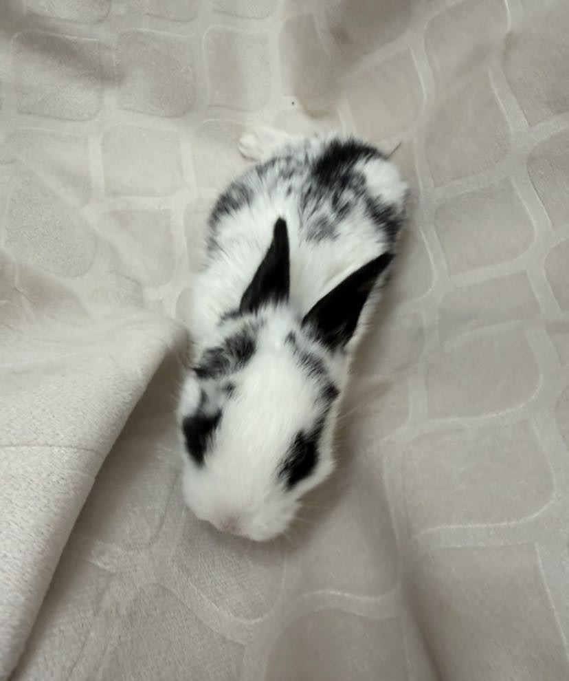 Etsie, photo 2