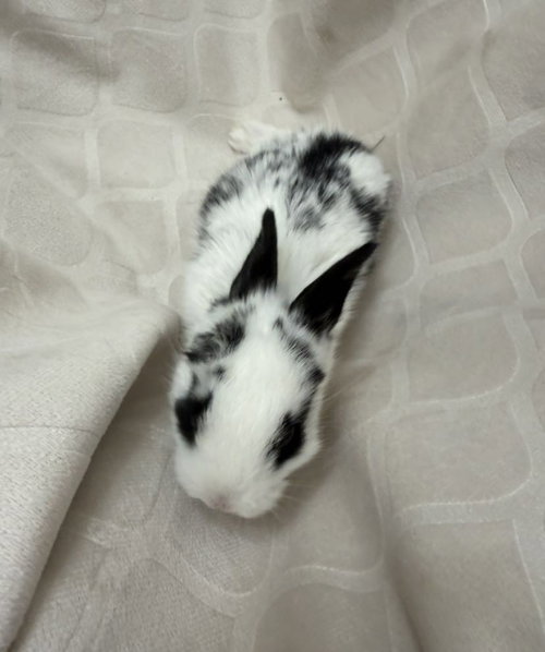 Photo 2 of Etsie