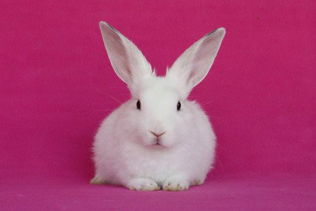 Emry, a rabbit for adoption from AVA The Rabbit Haven