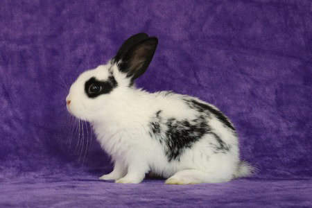 Emrus, a rabbit for adoption from AVA The Rabbit Haven