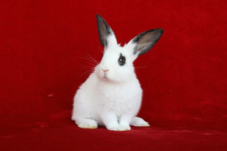 Eden, a rabbit for adoption from AVA The Rabbit Haven