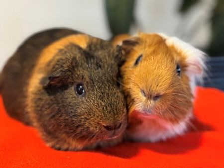 Luka & Ivan, a guinea pig for adoption from AVA The Rabbit Haven