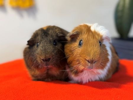 Photo 2 of Luka & Ivan