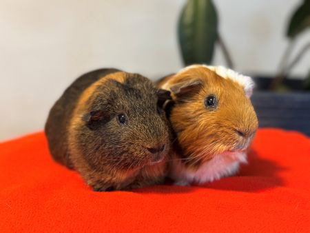 Photo 3 of Luka & Ivan