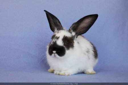 Ezie, a rabbit for adoption from AVA The Rabbit Haven