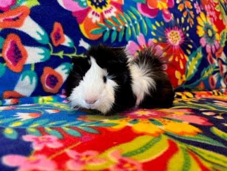 Flower, a guinea pig for adoption from AVA The Rabbit Haven