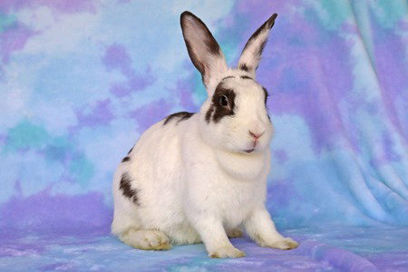 Elinor, a rabbit for adoption from AVA The Rabbit Haven