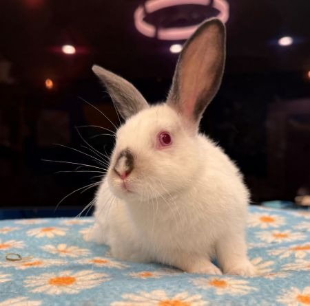 Zaire, a rabbit for adoption from AVA The Rabbit Haven