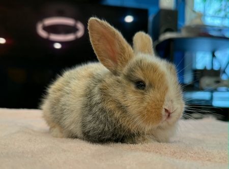 Andrea, a rabbit for adoption from AVA The Rabbit Haven