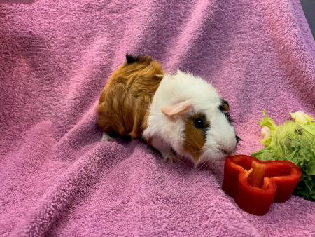 Beyonce, a guinea pig for adoption from AVA The Rabbit Haven