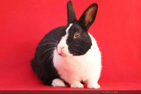 Sieta, a rabbit for adoption from AVA The Rabbit Haven