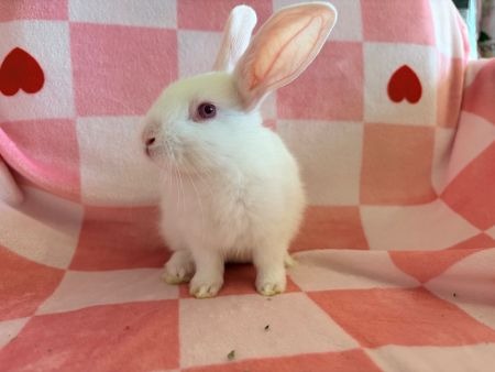 Aris, a rabbit for adoption from AVA The Rabbit Haven