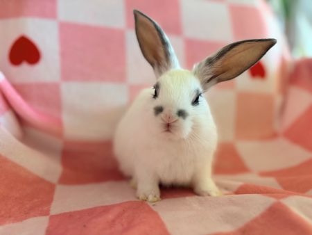 Aspen, a rabbit for adoption from AVA The Rabbit Haven