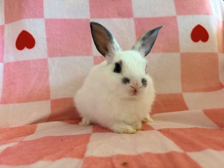 Addison, a rabbit for adoption from AVA The Rabbit Haven
