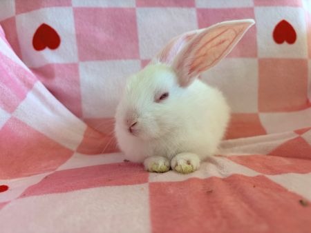 Aysa, a rabbit for adoption from AVA The Rabbit Haven