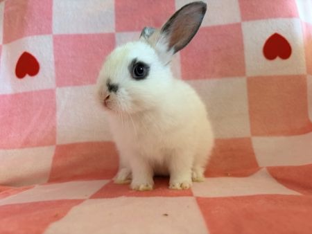 Asher, a rabbit for adoption from AVA The Rabbit Haven