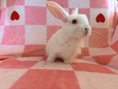 Avery, a rabbit for adoption from AVA The Rabbit Haven
