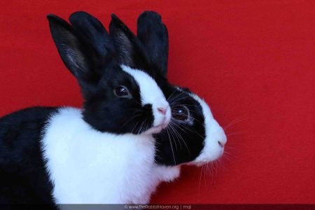Sierra and Sami (bonded pair), a rabbit for adoption from AVA The Rabbit Haven