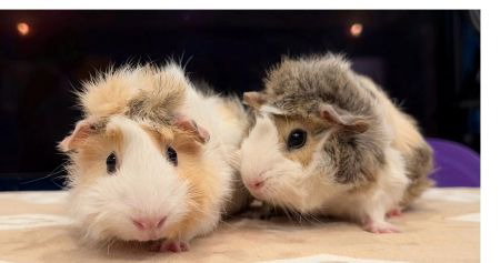 Doralee & Truvy, a guinea pig for adoption from AVA The Rabbit Haven