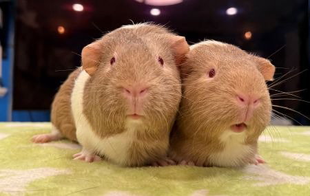 Autumn & Maple, a guinea pig for adoption from AVA The Rabbit Haven