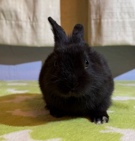 Nugget, a rabbit for adoption from AVA The Rabbit Haven