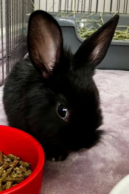 Photo 2 of Nugget