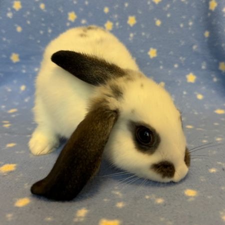Pistachio, a rabbit for adoption from AVA The Rabbit Haven