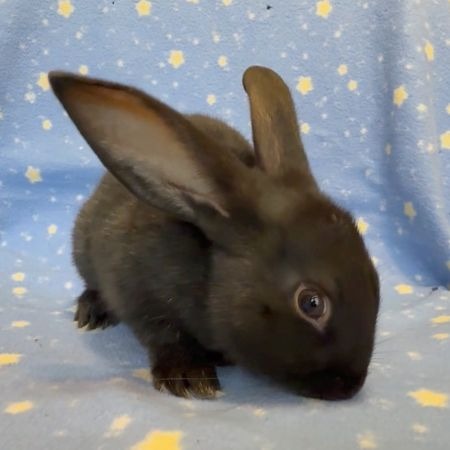 Peanut, a rabbit for adoption from AVA The Rabbit Haven