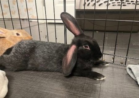 Peanut