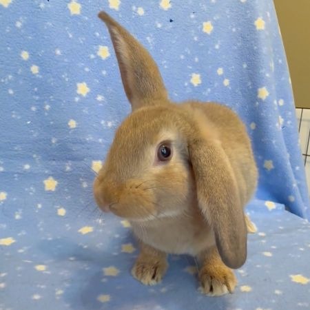 Hickory, a rabbit for adoption from AVA The Rabbit Haven