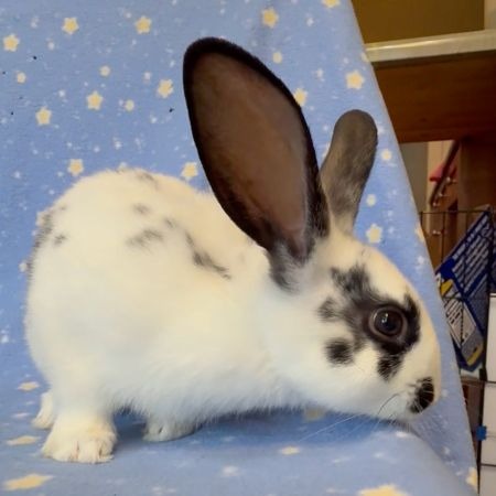 Gingko, a rabbit for adoption from AVA The Rabbit Haven