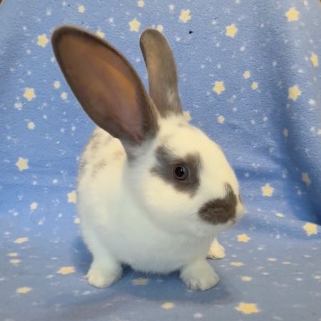 Cashew, a rabbit for adoption from AVA The Rabbit Haven