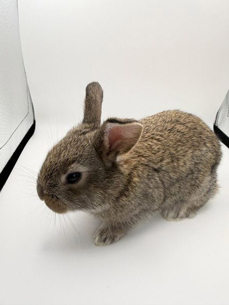 Tobi, a rabbit for adoption from AVA The Rabbit Haven