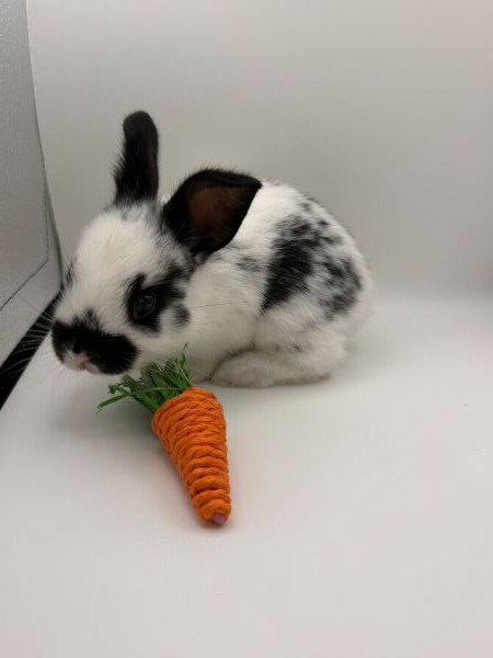 Tova, a rabbit for adoption from AVA The Rabbit Haven