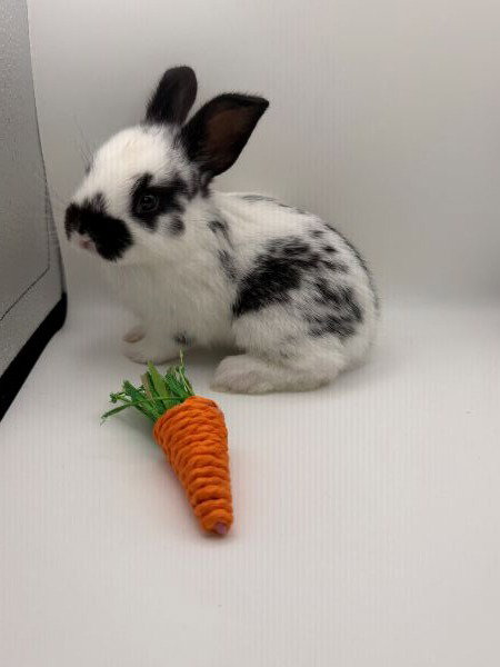 Taryn, a rabbit for adoption from AVA The Rabbit Haven