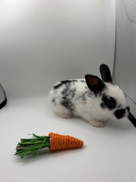 Tatum, a rabbit for adoption from AVA The Rabbit Haven